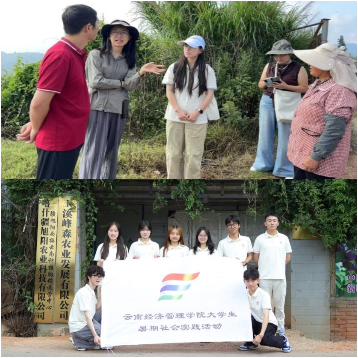 暑期社会实践｜“梅”好产业，青春赋能 第 1 张