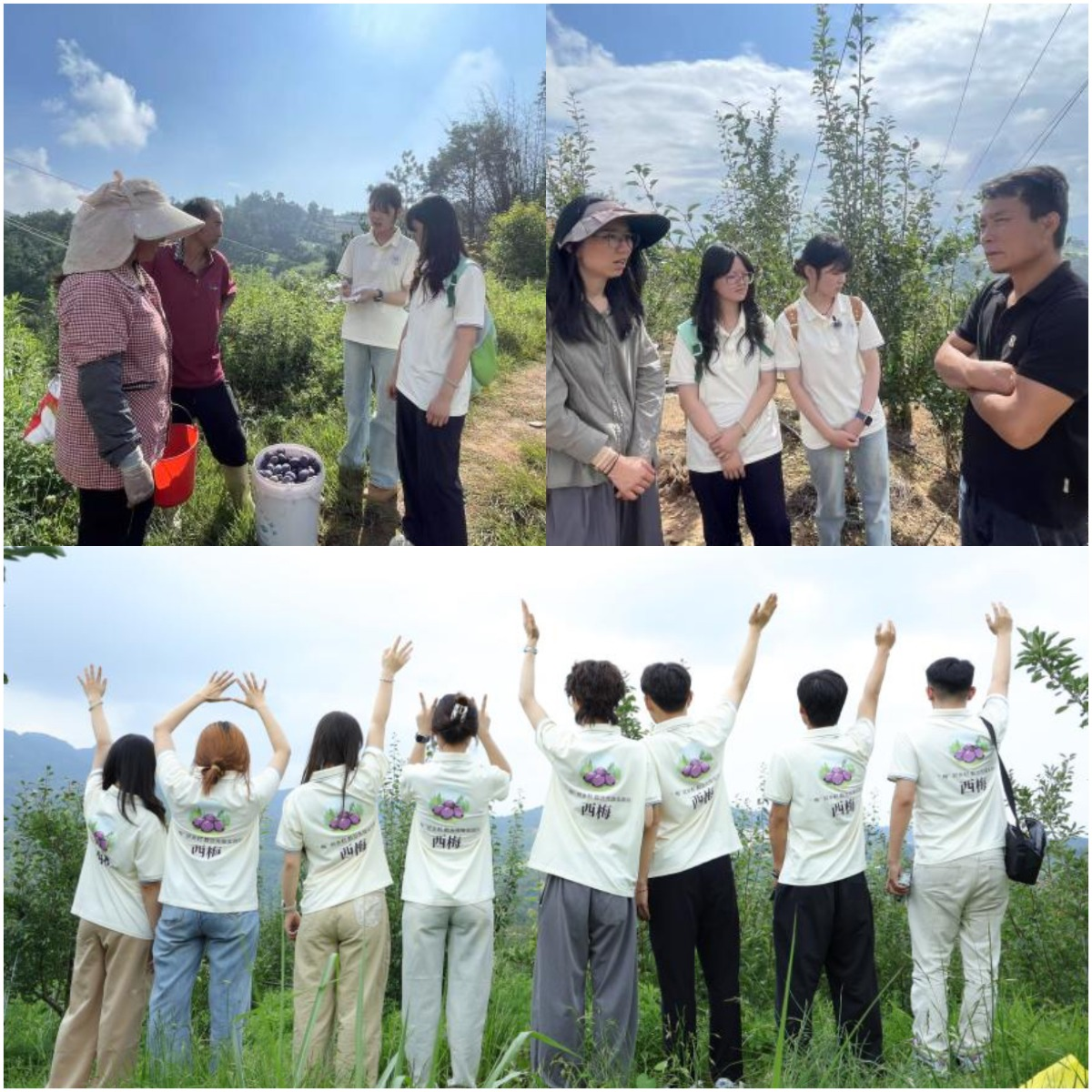 暑期社会实践｜“梅”好产业，青春赋能 第 2 张